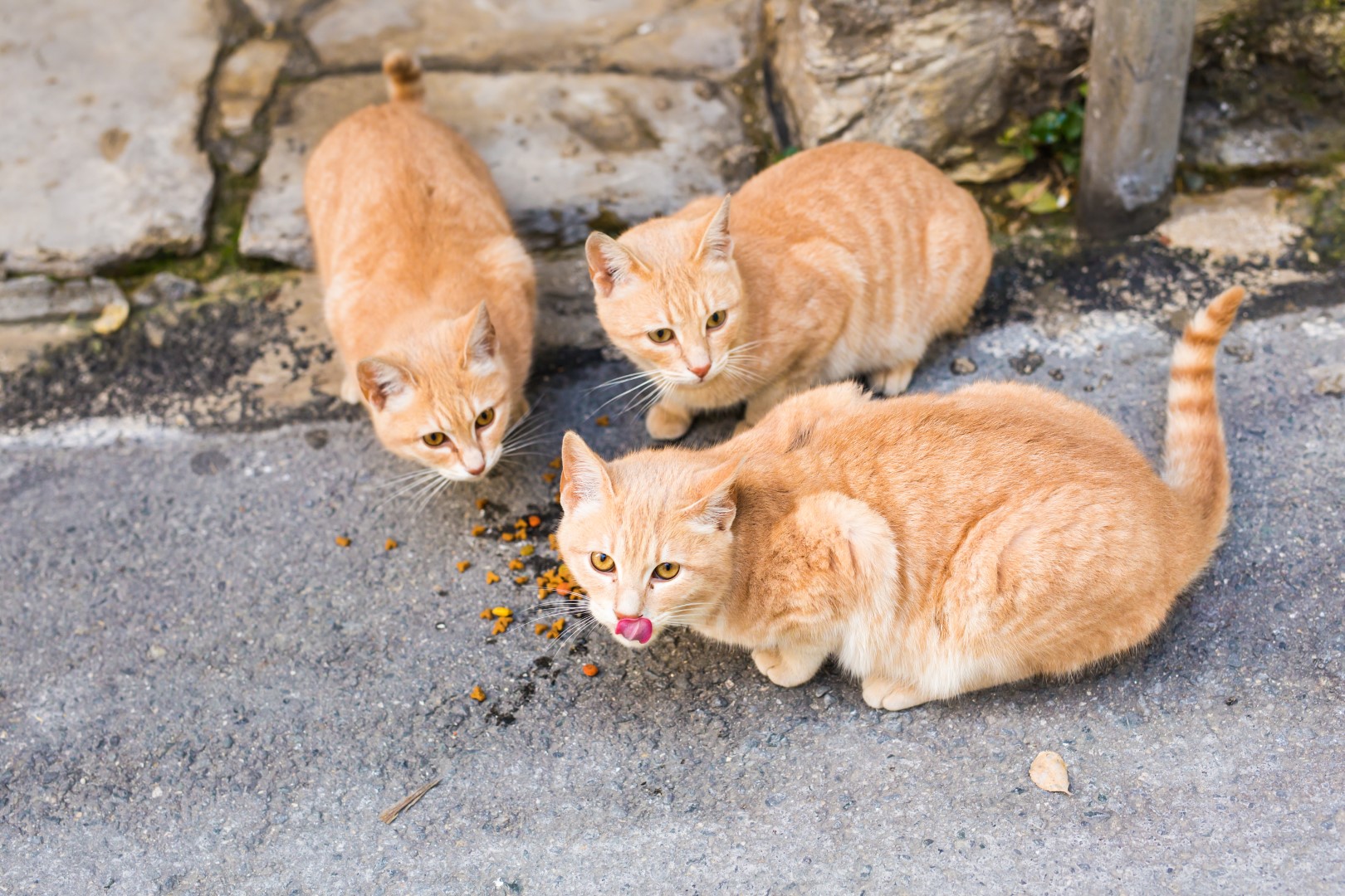 Consultoría sobre gestión de las colonias felinas